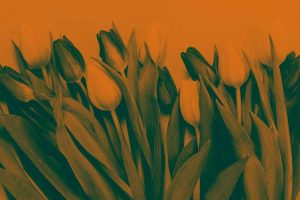 elegir-colores-diseno